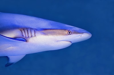 水下蓝白鲨